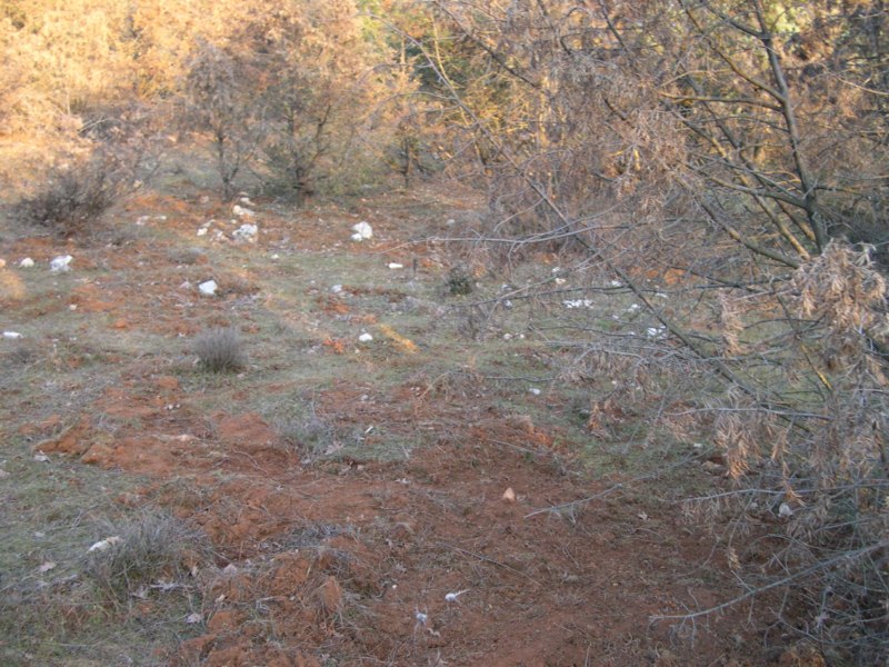 tragovi divljih svinja iskopano (3) [800x600].jpg